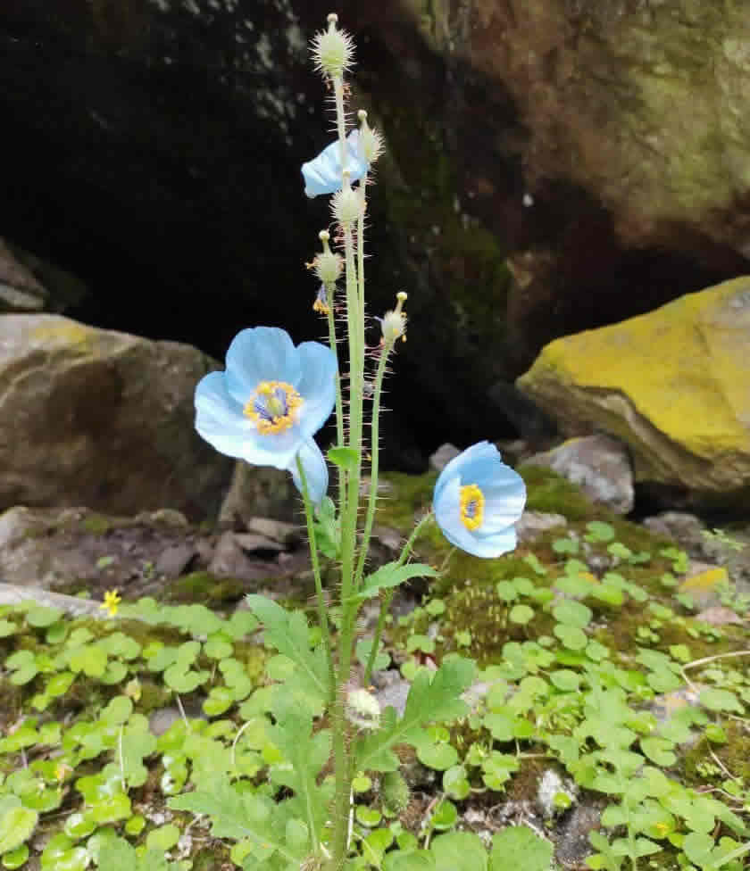 blue poppy valley of flowers national park