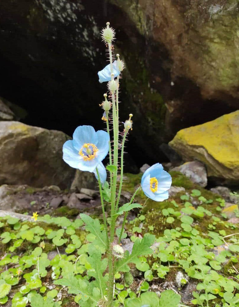 bluepoppy-valley-of-flowers