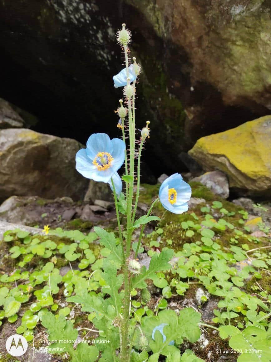 blue poppy flowers at auli