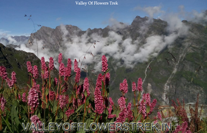 valley-of-flowers-2021