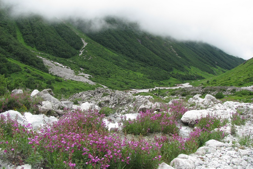 Trekking Valley of Flowers National Park