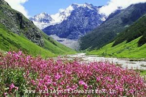 valley of flowers packages